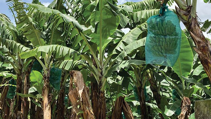 新的制氫技術(shù)?